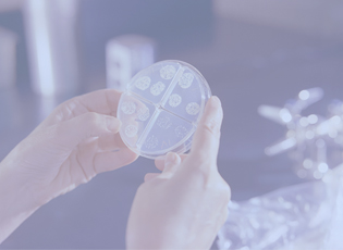 A comparison of bacterial sequestration within three types of wound dressing